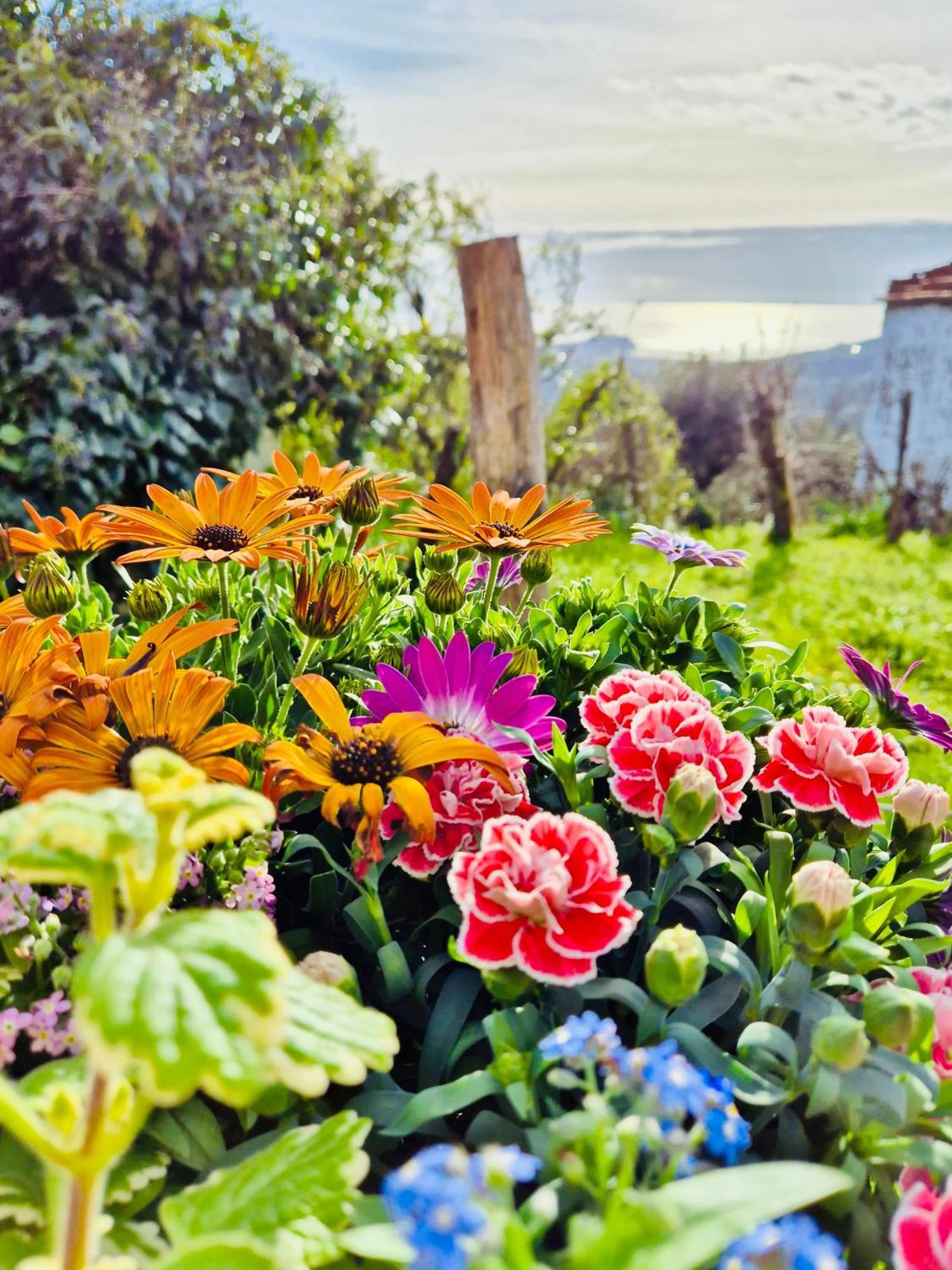 La Collina Sul Mare - Casa Vacanze Sestri Levante Exterior foto